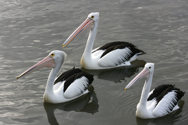 Pictures Of Pelican - Free Pelican pictures 