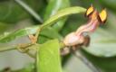 Aristolochia praevenosa Flower