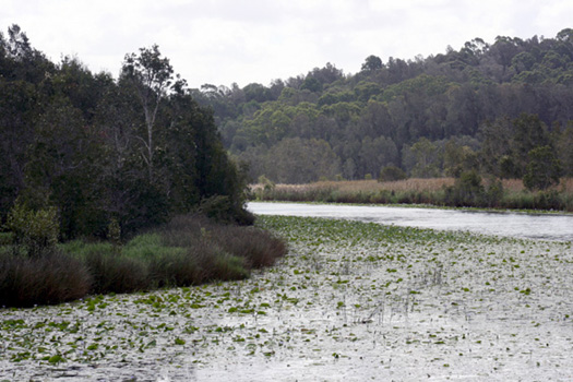 Riverbend Bagotville Barrage Richmond River NSW