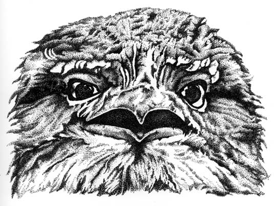 Tawny Frogmouth Illustration