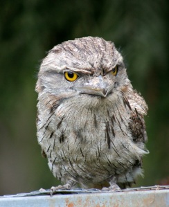 2-tawny-frogmouth-release-2-web