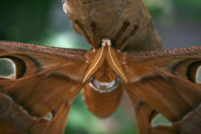 hercules-moth-30web