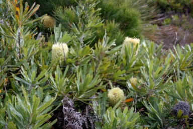 Banksia serrata or possibly Banksia aemula
