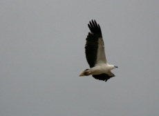 Sea Eagle 2
