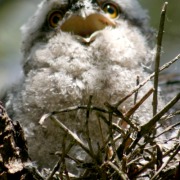 Baby Tawny Frogmouth